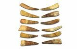 Clearance Lot: to Bargain Spinosaurus Teeth - Pieces #289411-2